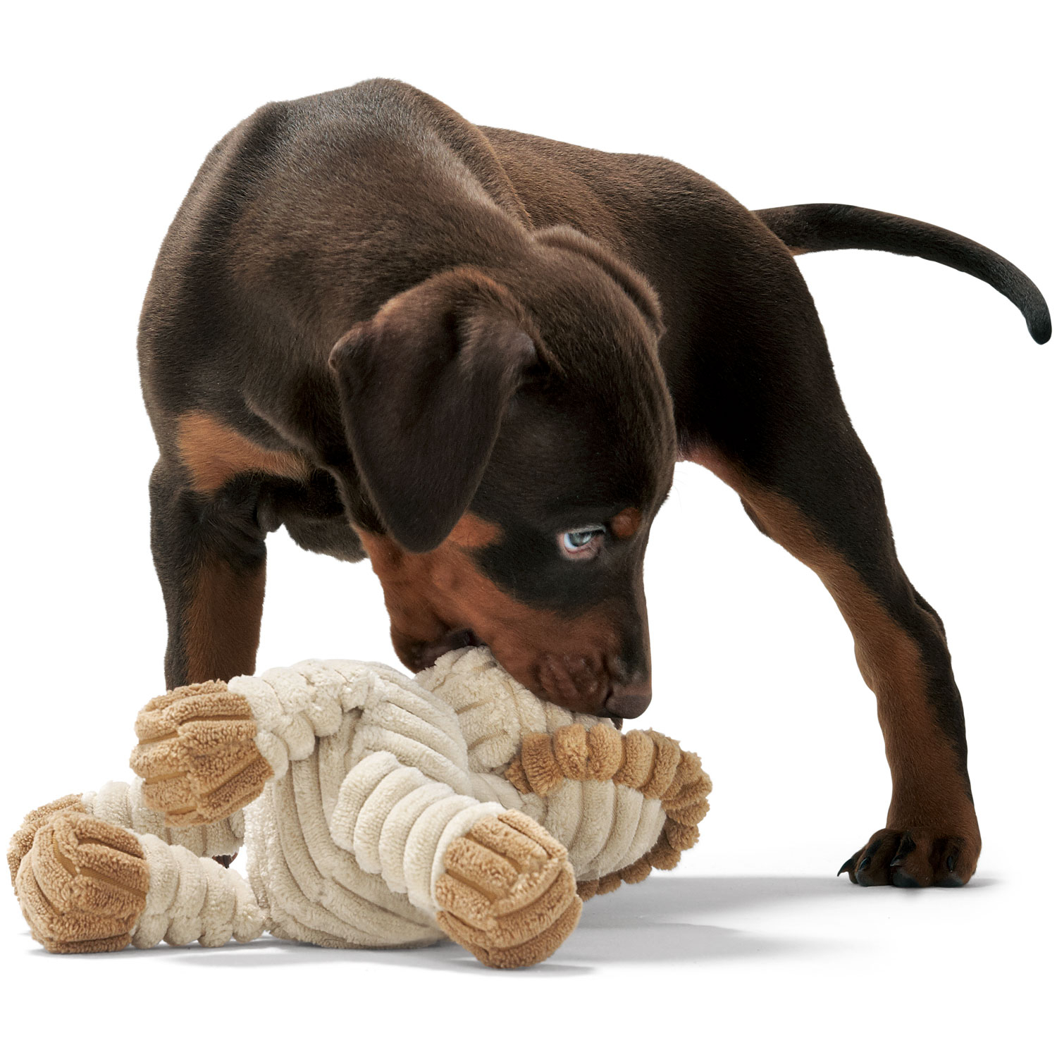 Product rollover image