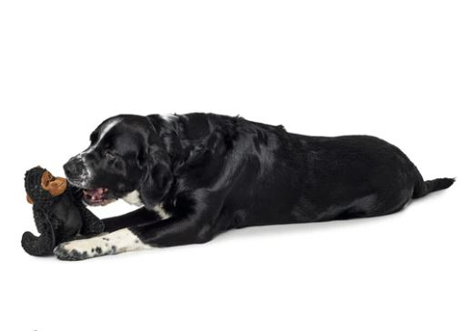 Product rollover image