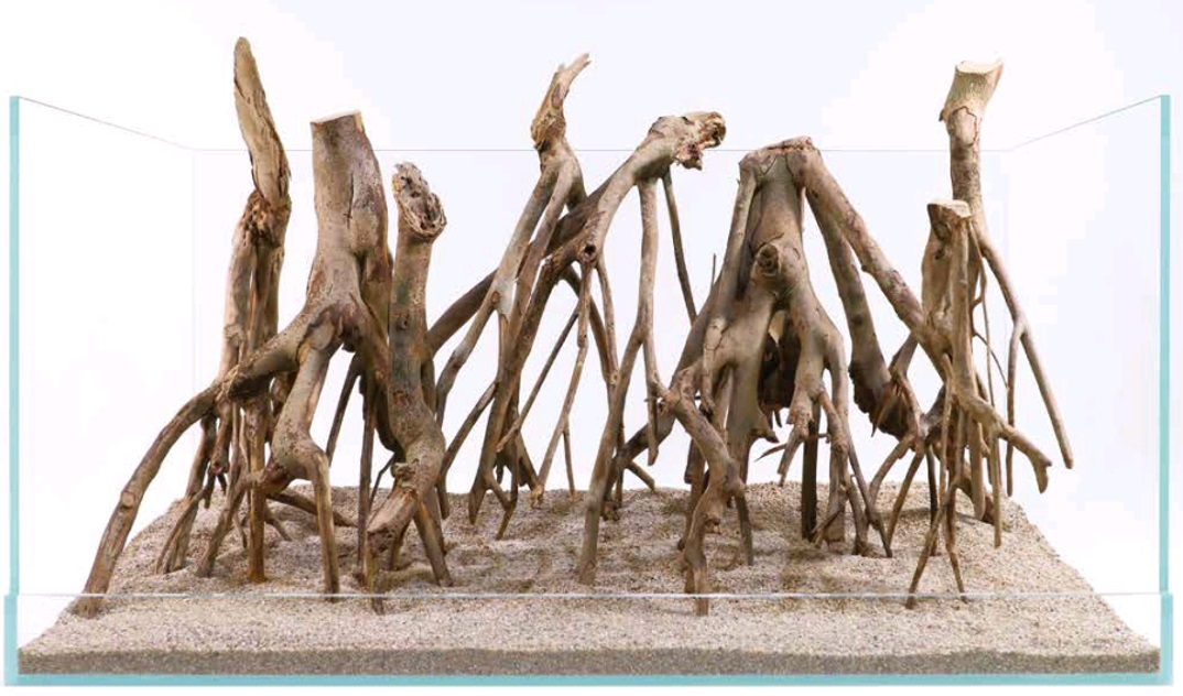 Talawa Wood Akvariedekoration