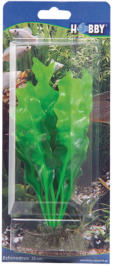 Dekorväxt Echinodrus 20cm