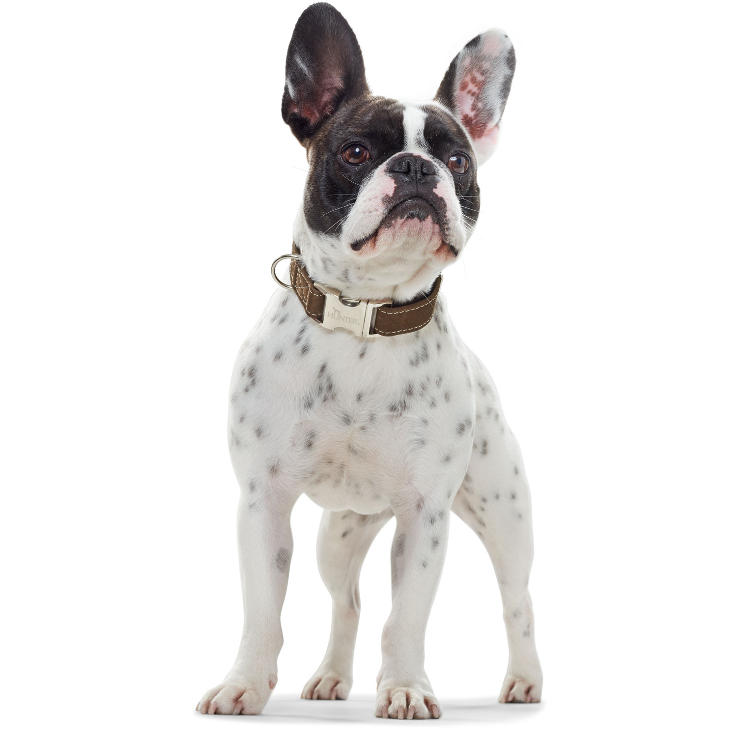 Product rollover image