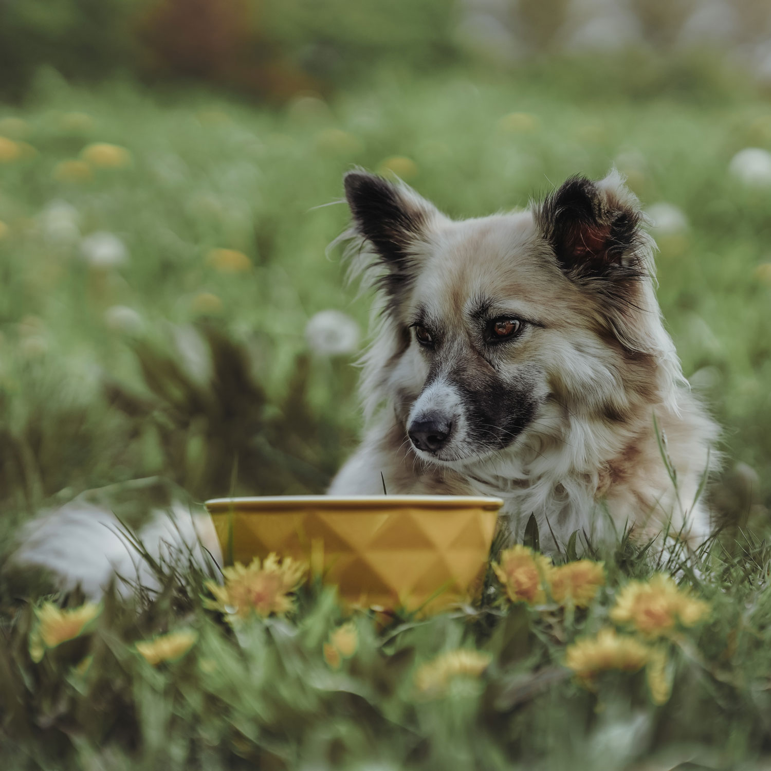 Product rollover image