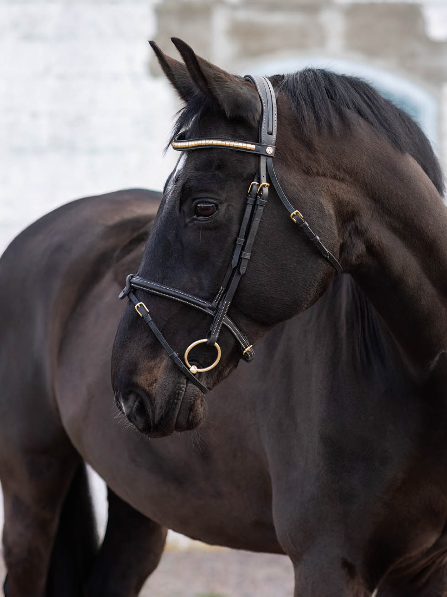 California Aachen Bridle
