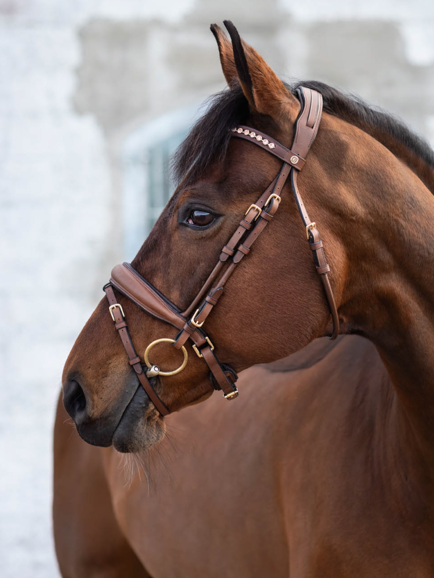 Cleveland Dressage Bridle