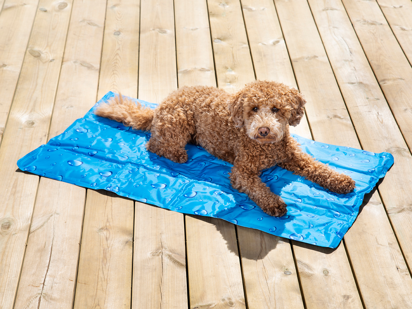Product rollover image