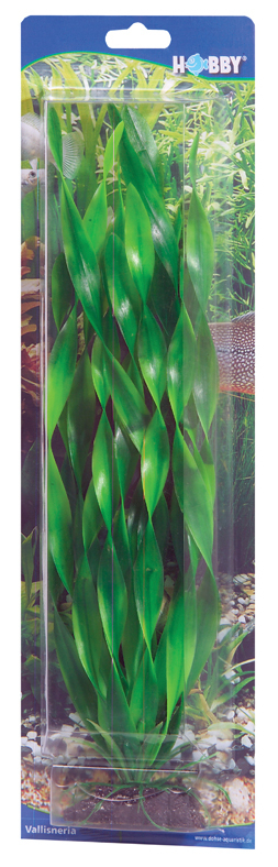 Vallisneria Dekorväxt