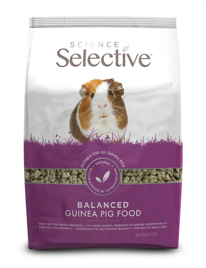 Guinea Pig