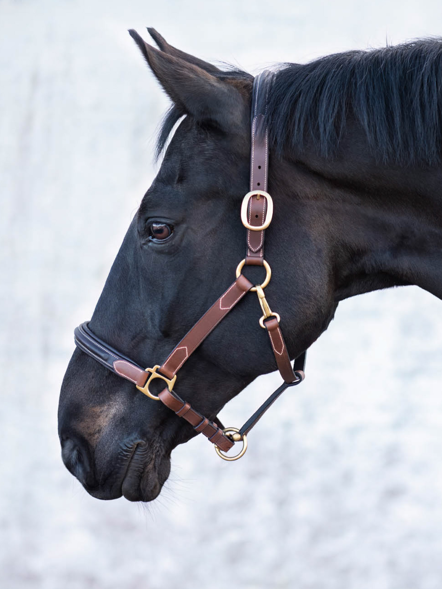 London Leather Halter thumbnail